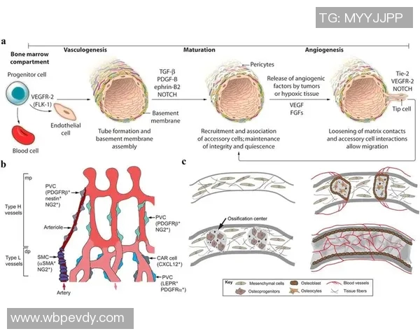 杭州排球队实力分析与发展潜力的深度探讨与展望 杭州排球队实力分析与发展潜力的深度探讨与展望
